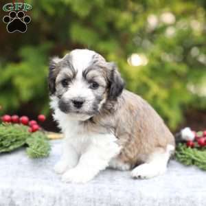 Macy, Havachon Puppy